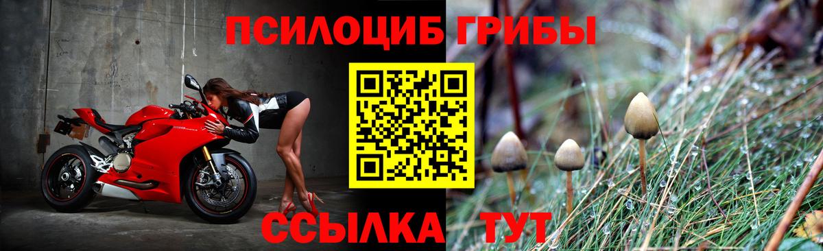 Галлюциногенные грибы GOLDEN TEACHER  Псилоцибиновые грибы Psilocybine cubensis  Батайск  Вход с VPN 